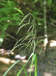 Attēlu rezultāti vaicājumam “Glyceria striata”
