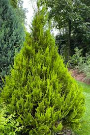 Attēlu rezultāti vaicājumam “Chamaecyparis lawsoniana”