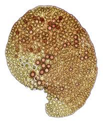 Attēlu rezultāti vaicājumam “Frullania fragilifolia”