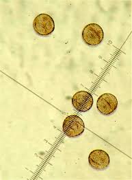 Attēlu rezultāti vaicājumam “Didymium tussilaginis”