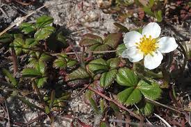 Attēlu rezultāti vaicājumam “Rosaceae”