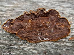 Attēlu rezultāti vaicājumam “Hymenochaete rubiginosa”