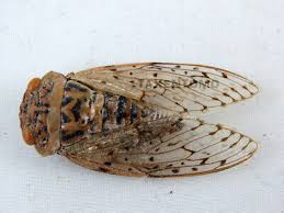 Attēlu rezultāti vaicājumam “Auchenorrhyncha”