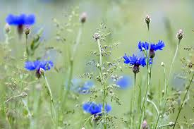 Attēlu rezultāti vaicājumam “Cyanus segetum flower”