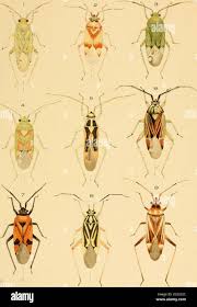 Attēlu rezultāti vaicājumam “Stenotus binotatus female”