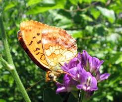 Attēlu rezultāti vaicājumam “Brenthis daphne underside”