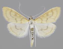 Attēlu rezultāti vaicājumam “Paratalanta hyalinalis”