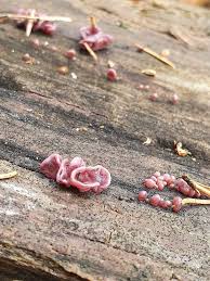 Attēlu rezultāti vaicājumam “Ascocoryne sarcoides”