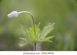 Attēlu rezultāti vaicājumam “Anemone sylvestris bud”