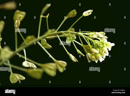 Attēlu rezultāti vaicājumam “Capsella bursa-pastoris bud”