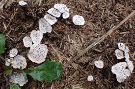 Attēlu rezultāti vaicājumam “Poronia punctata”