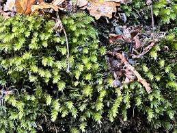 Attēlu rezultāti vaicājumam “Mnium hornum”