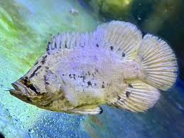 Image result for Lobotes surinamensis