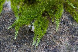 Attēlu rezultāti vaicājumam “Homalothecium sericeum”