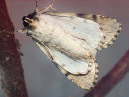 Attēlu rezultāti vaicājumam “Acronicta alni”