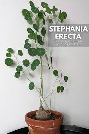 Attēlu rezultāti vaicājumam “Trichia erecta stalked”