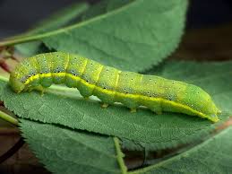 Attēlu rezultāti vaicājumam “Lacanobia oleracea”