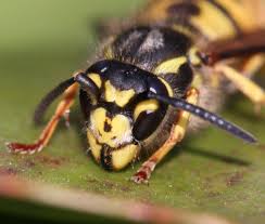 Attēlu rezultāti vaicājumam “Vespula germanica”