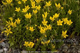 Attēlu rezultāti vaicājumam “Saxifraga hirculus”