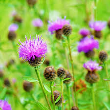 Image result for Centaurea nigra