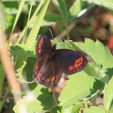 Attēlu rezultāti vaicājumam “Erebia ligea upperside”