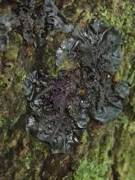 Attēlu rezultāti vaicājumam “Collema”