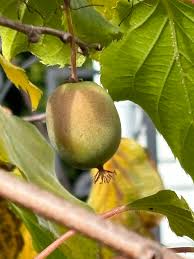 Attēlu rezultāti vaicājumam “Actinidia kolomikta fruit”