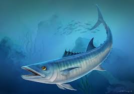 Image result for Scomberomorus cavalla