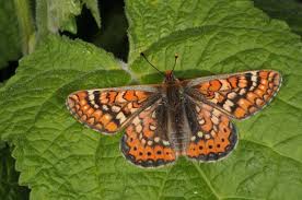 Attēlu rezultāti vaicājumam “Euphydryas maturna larva”