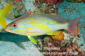 Image result for Lutjanus synagris