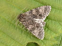 Attēlu rezultāti vaicājumam “Acronicta megacephala”