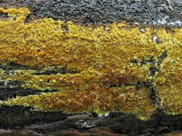 Attēlu rezultāti vaicājumam “Crustoderma dryinum”