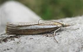 Attēlu rezultāti vaicājumam “Agriphila selasella”