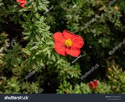 Attēlu rezultāti vaicājumam “Pentaphylloides fruticosa”