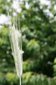 Image result for Secale cereale