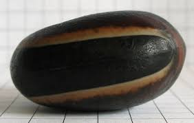 Attēlu rezultāti vaicājumam “Tubifera applanata macro”