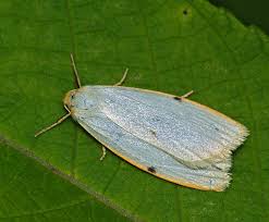 Attēlu rezultāti vaicājumam “Cybosia mesomella”