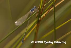 Attēlu rezultāti vaicājumam “Nehalennia speciosa”