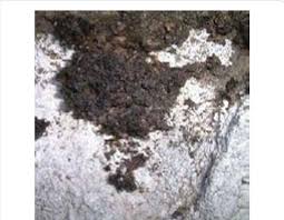 Attēlu rezultāti vaicājumam “Lepraria incana”