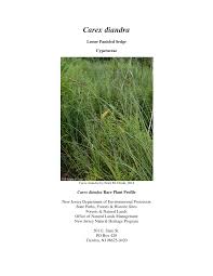 Attēlu rezultāti vaicājumam “Carex diandra”