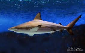 Image result for Negaprion acutidens