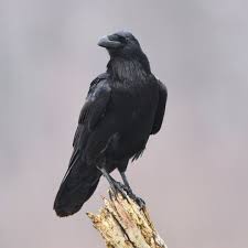 Attēlu rezultāti vaicājumam “Corvus corax adult”