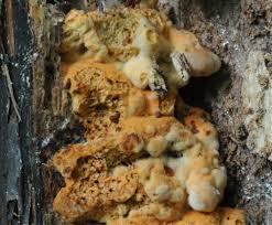 Attēlu rezultāti vaicājumam “Antrodia mellita”