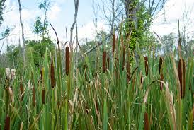 Attēlu rezultāti vaicājumam “Typha angustifolia”