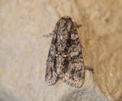 Attēlu rezultāti vaicājumam “Acronicta rumicis”