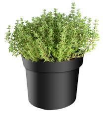 Image result for Thymian