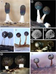 Attēlu rezultāti vaicājumam “Diderma chondrioderma”