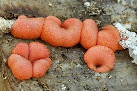 Attēlu rezultāti vaicājumam “Lycogala sp.”