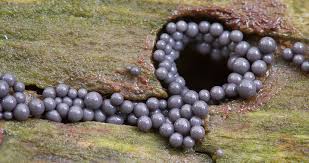 Attēlu rezultāti vaicājumam “Cribraria argillacea”