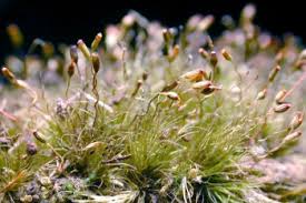 Attēlu rezultāti vaicājumam “Campylopus pyriformis”